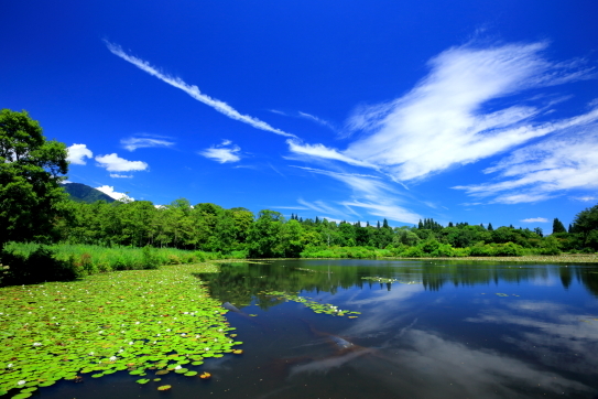 夏の湖を彩る水草と高層雲