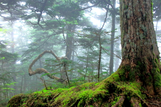 深い針葉樹に霧立ち込める森