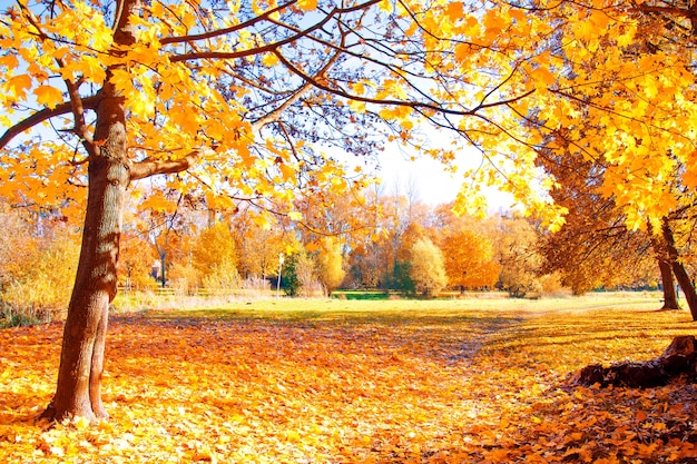 autumn-scenery_1204-341.jpg