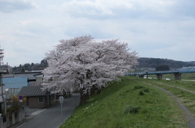2010sakura0029.jpg