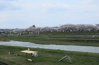 2010sakura0033.jpg