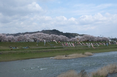 2010sakura0039.jpg