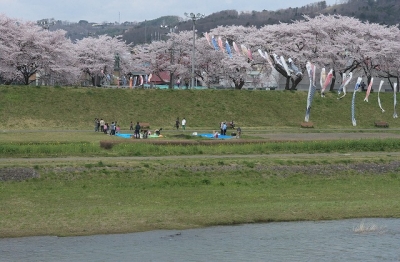 2010sakura0041.jpg
