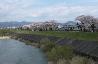 2010sakura0047.jpg