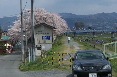 2010sakura0049.jpg