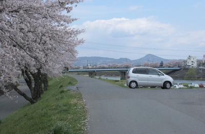 2010sakura0055.jpg