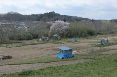 2010sakura0057.jpg