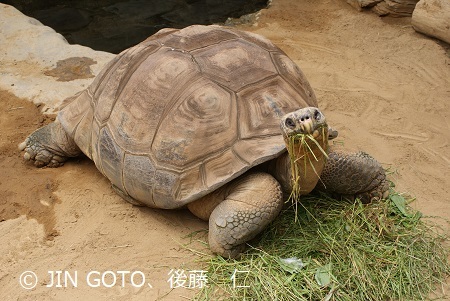 上野動物園2023.6.20