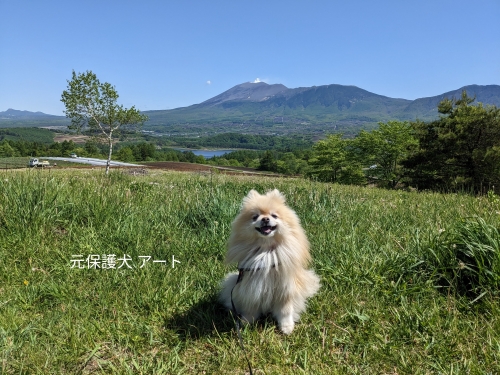 20230524元保護犬（元収容犬）群馬県嬬恋村、愛妻の丘とアート