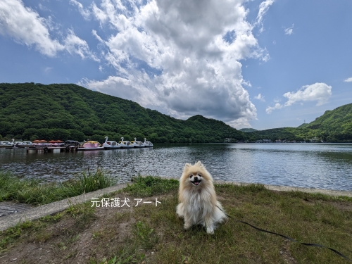 20230530元保護犬（元収容犬）群馬県高崎市、榛名湖とアート