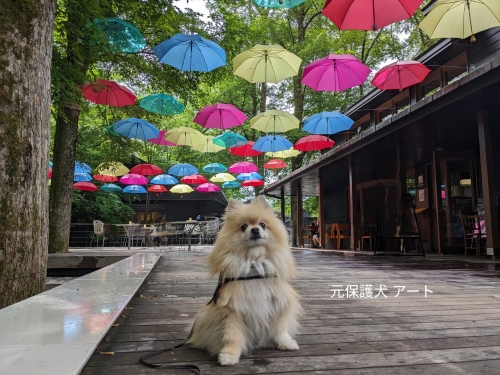 20230627元保護犬（元収容犬）長野県軽井沢町、星野リゾート・ハルニレテラスのアンブレラスカイとアート