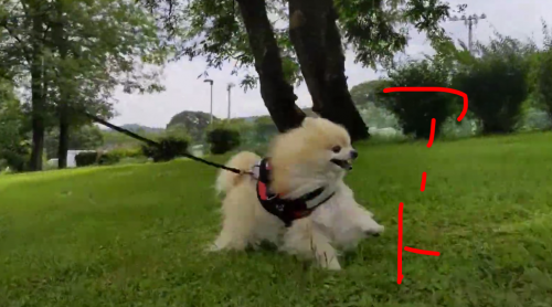 普段は鈍臭いけど芝生の上を華麗に走れる元保護犬・ポメラニアンのアート-277-2023-06-21-YouTube