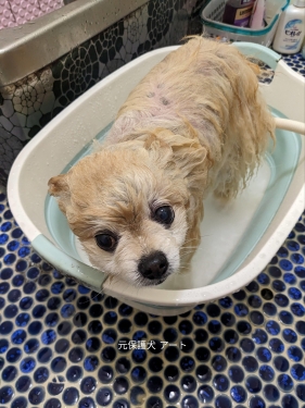 20230920元保護犬（元収容犬）体を洗う日アート1