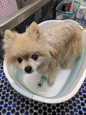 20230920元保護犬（元収容犬）体を洗う日アート2