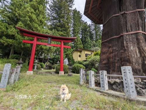 20230927元保護犬（元収容犬）群馬県東吾妻町、矢倉鳥頭神社と神代杉とアート