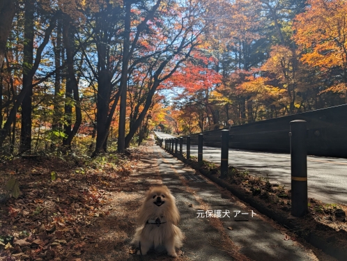 20231101元保護犬（元収容犬）長野県軽井沢町、国道146号の紅葉とアート2