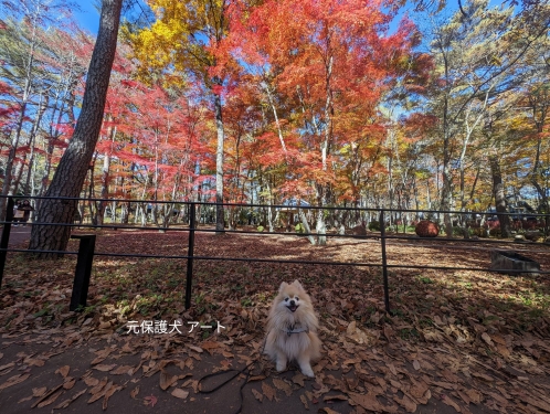 20231101元保護犬（元収容犬）長野県軽井沢町、軽井沢高原教会の紅葉とアート