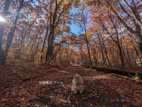 20231111元保護犬（元収容犬）群馬県北軽井沢の紅葉とアート1