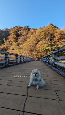 20231108元保護犬（元収容犬）群馬県東吾妻町、吾妻渓谷・猿橋から見た紅葉とアート