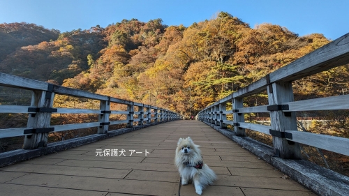20231108元保護犬（元収容犬）群馬県東吾妻町、吾妻渓谷・猿橋から見た紅葉とアート1