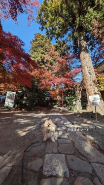 20231129元保護犬（元収容犬）群馬県渋川市、渋川八幡宮の紅葉とアート3