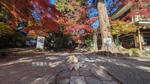 20231129元保護犬（元収容犬）群馬県渋川市、渋川八幡宮の紅葉とアート4