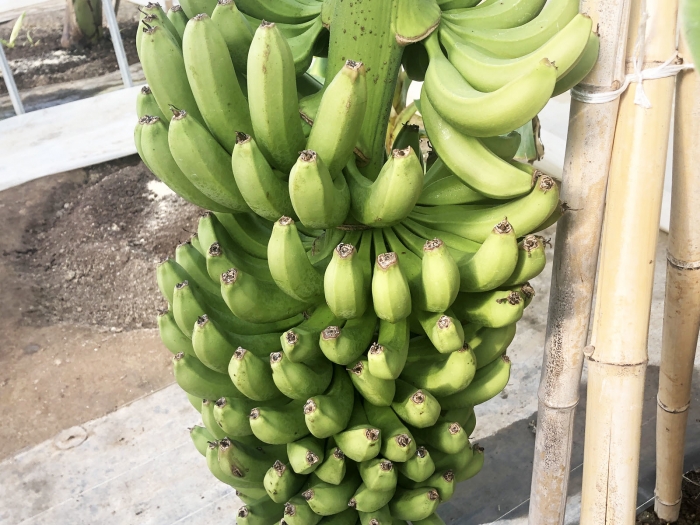 banana24020602.jpg