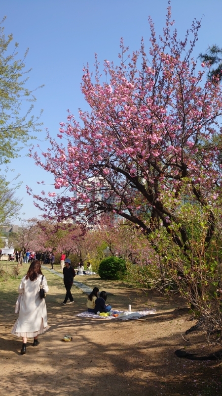 ボラメ公園,韓国 (1)