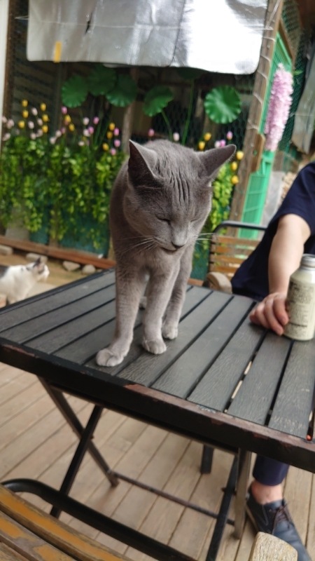 韓国,猫カフェ,野外 (9)