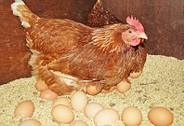 満足そうに卵を産む