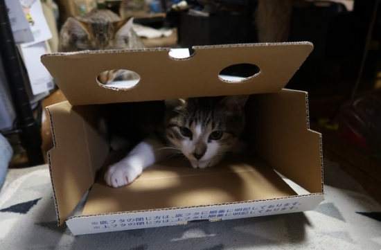 泡波の箱とネコ