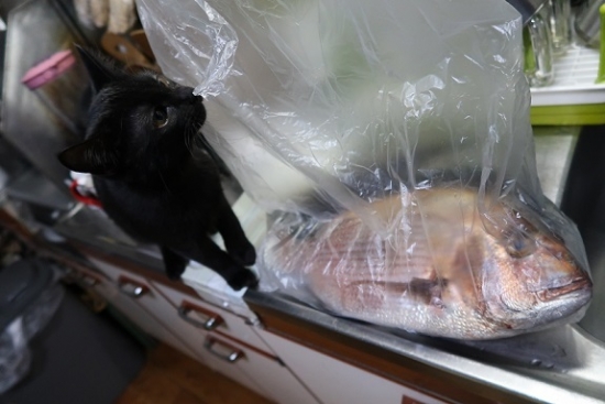 子猫とお魚
