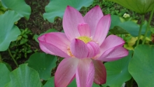 lotusruby