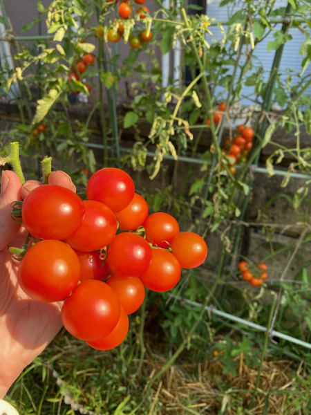 tomato230728-1