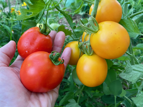 tomato230807-1