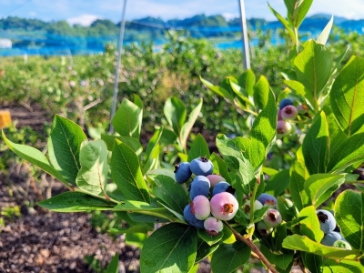 blueberrysanada0723