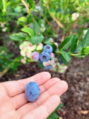 blueberrysanada07233