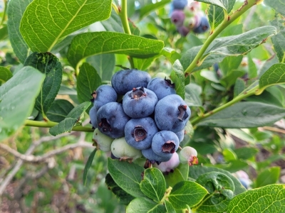 blueberrysanada07232