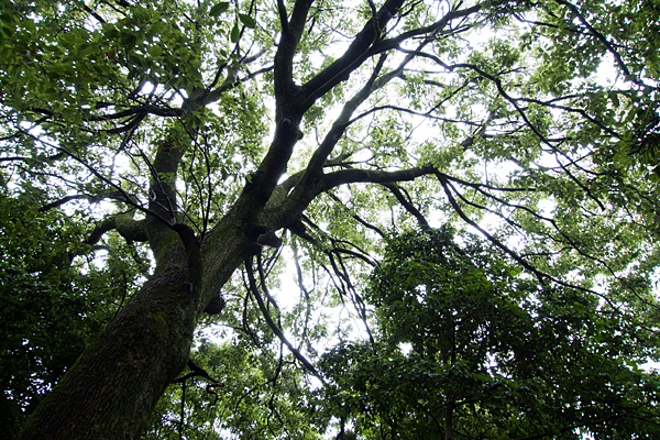 日吉神社境内の木
