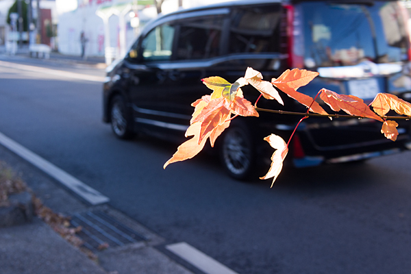 紅葉の街路樹