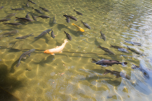 味美白山神社池の鯉