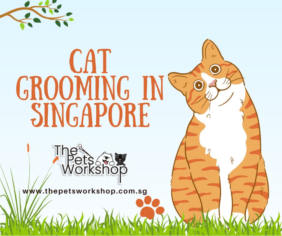 Why Cat Skin Care Matters: — The Pets Workshop | The Pets Workshop