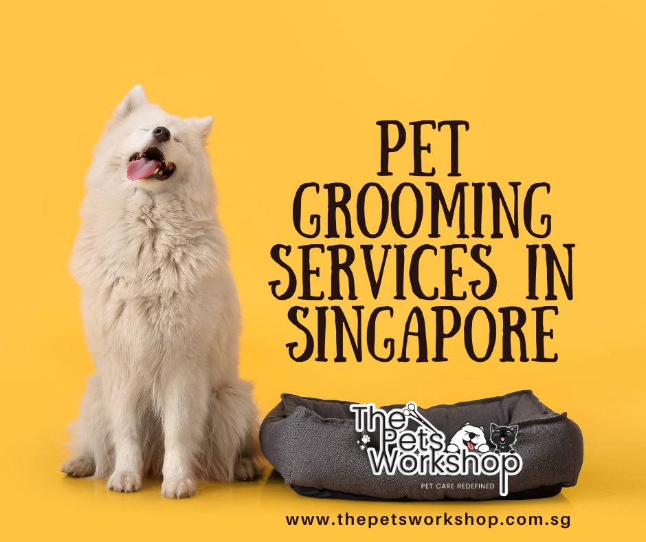 Pet Grooming Services in Singapore: Professional Care Beyond Home Grooming 
