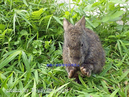 アマミノクロウサギ (1)