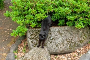 ストレッチ猫 日比谷公園の黒猫