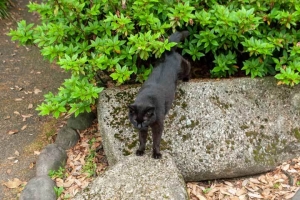 ストレッチ猫 日比谷公園の黒猫