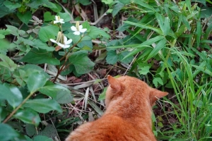 日比谷公園の茶トラ猫 ドクダミの花