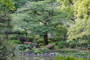 日比谷公園 雲形池の桜の緑