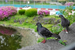 日比谷公園の5月の鳥 ツツジとハト