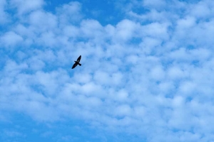 日比谷公園の5月の鳥 ハト